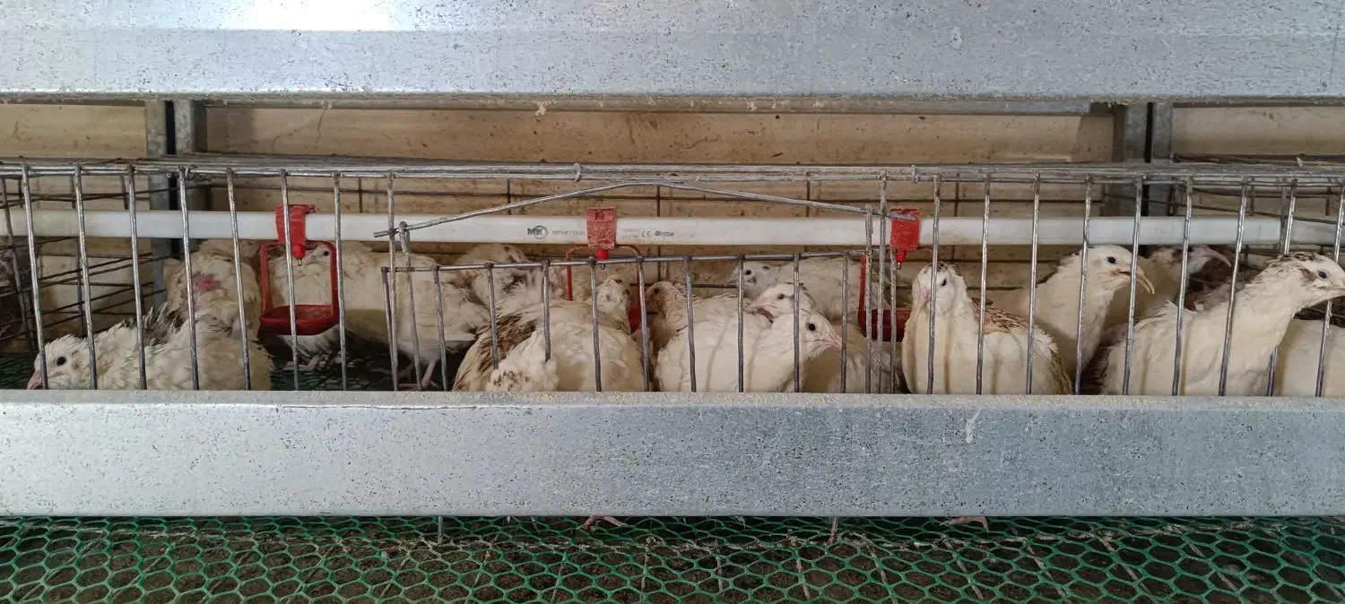 بلدرچین تخمگذار|حیوانات مزرعه|رزن, |دیوار