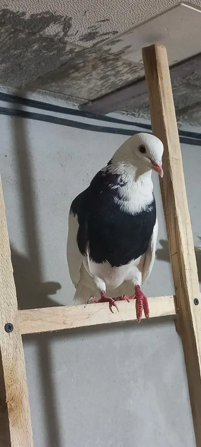 یک جفت طوقی|پرنده|رزن, |دیوار