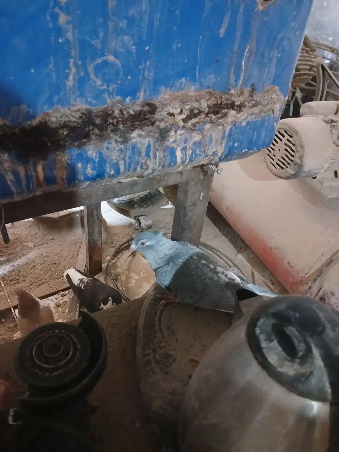 کبوتر رنگی|پرنده|سبزوار, جهاد کشاورزی|دیوار