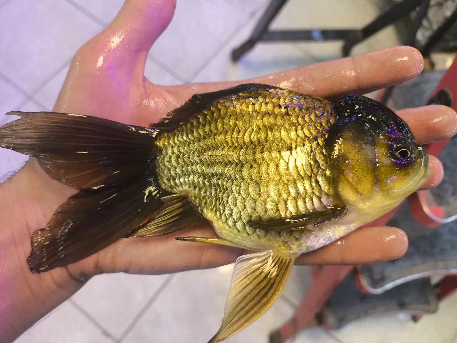 گلدفیش سوپر|ماهی|مشهد, عامل|دیوار