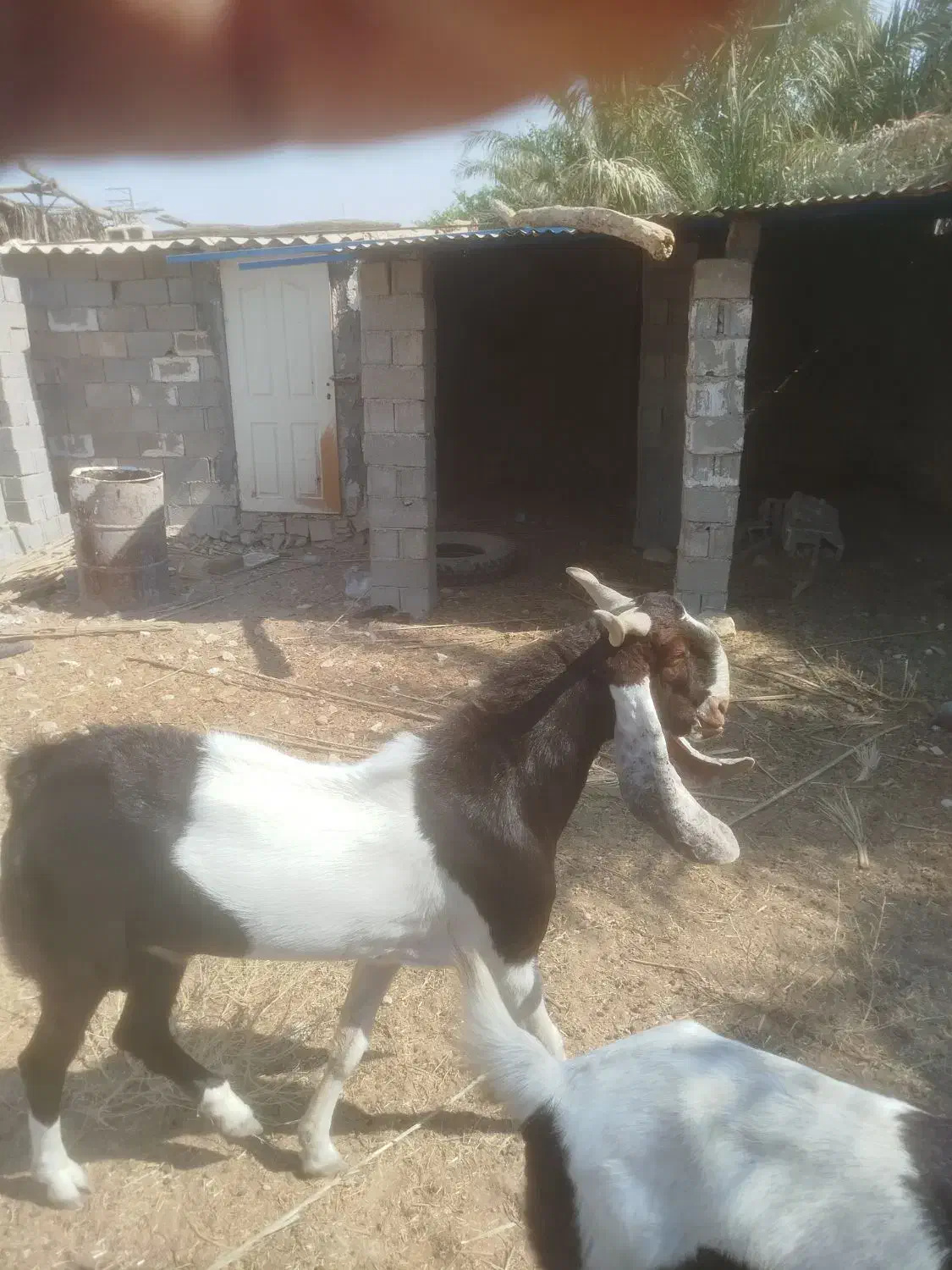 فروش پازن توافقی|حیوانات مزرعه|شیراز, باباکوهی|دیوار