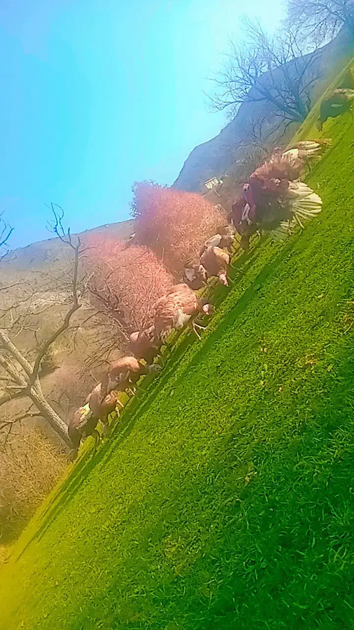 فروش فوری|حیوانات مزرعه|هوراند, |دیوار