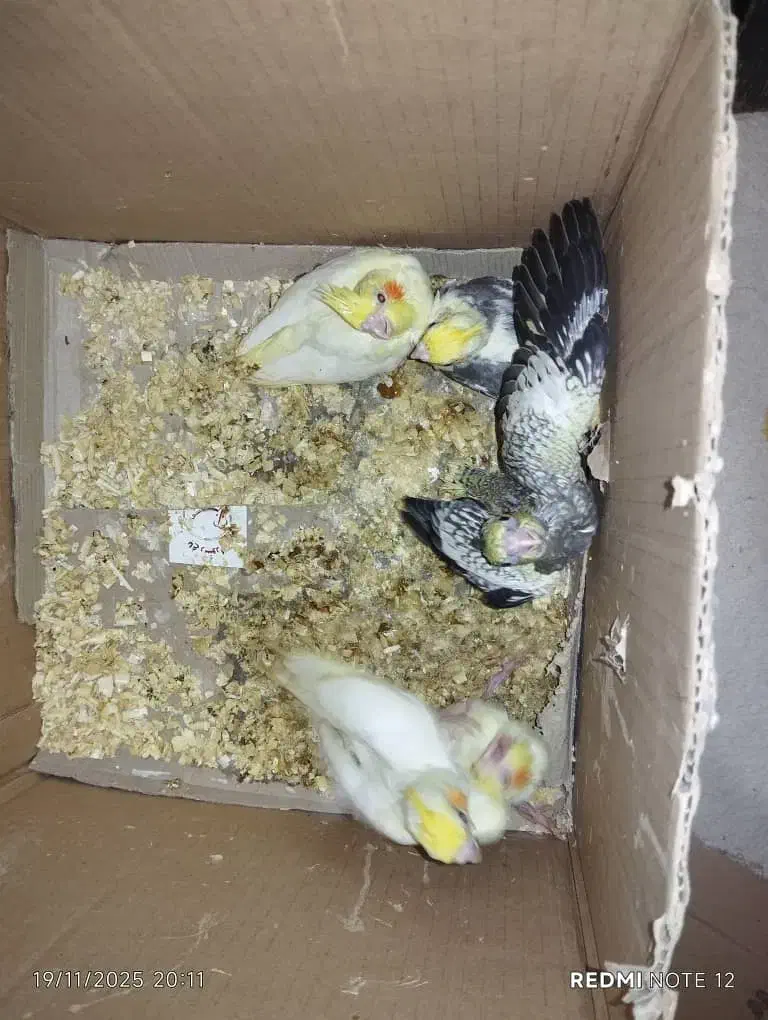 جوجه عروس هلندی نر شاه تخم|پرنده|پاکدشت, پاکدشت (مامازند)|دیوار