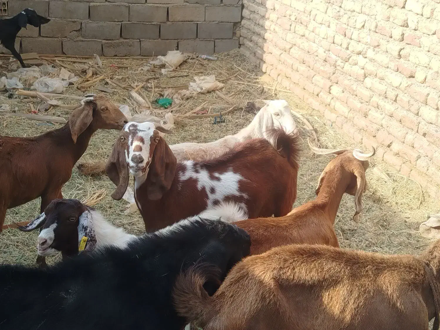 بز اوست|حیوانات مزرعه|فهرج, |دیوار