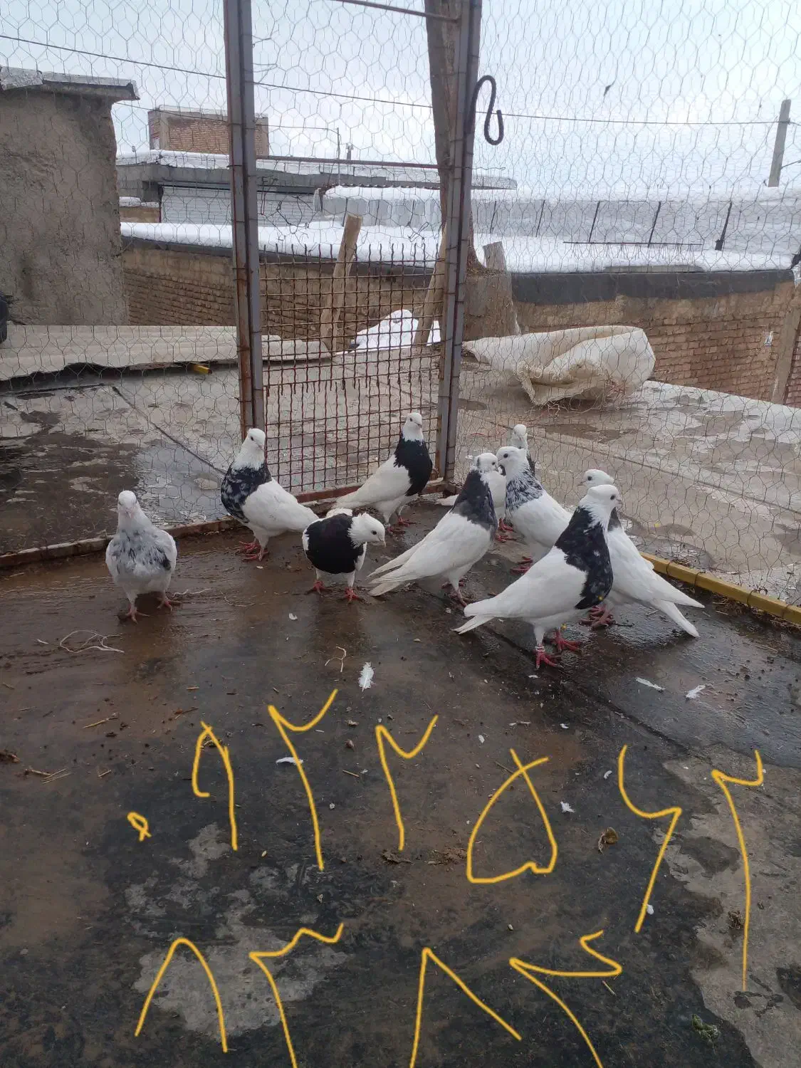 حیوانات خانگی|پرنده|زیویه, |دیوار