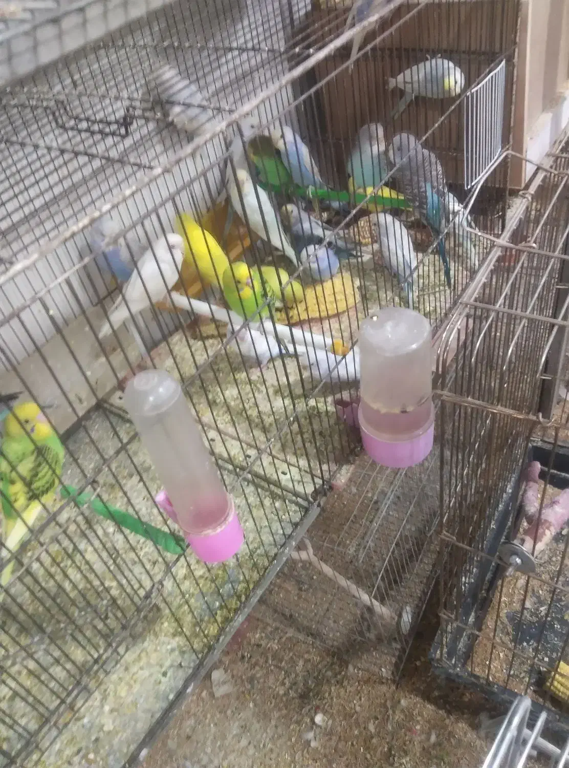 ۵۰عددمرغ عشق رینبورنگین کمانی ومعمولی ۱۰تومن آیهان|پرنده|خوی, |دیوار