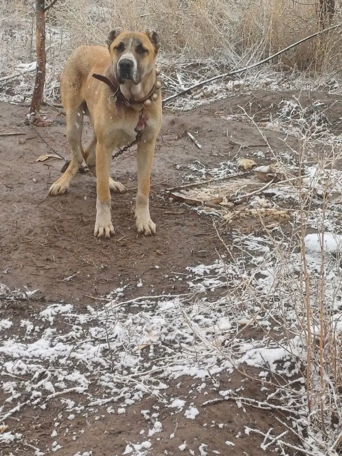 حیوان درشت ۱۵ ماه|سگ|فریمان, |دیوار