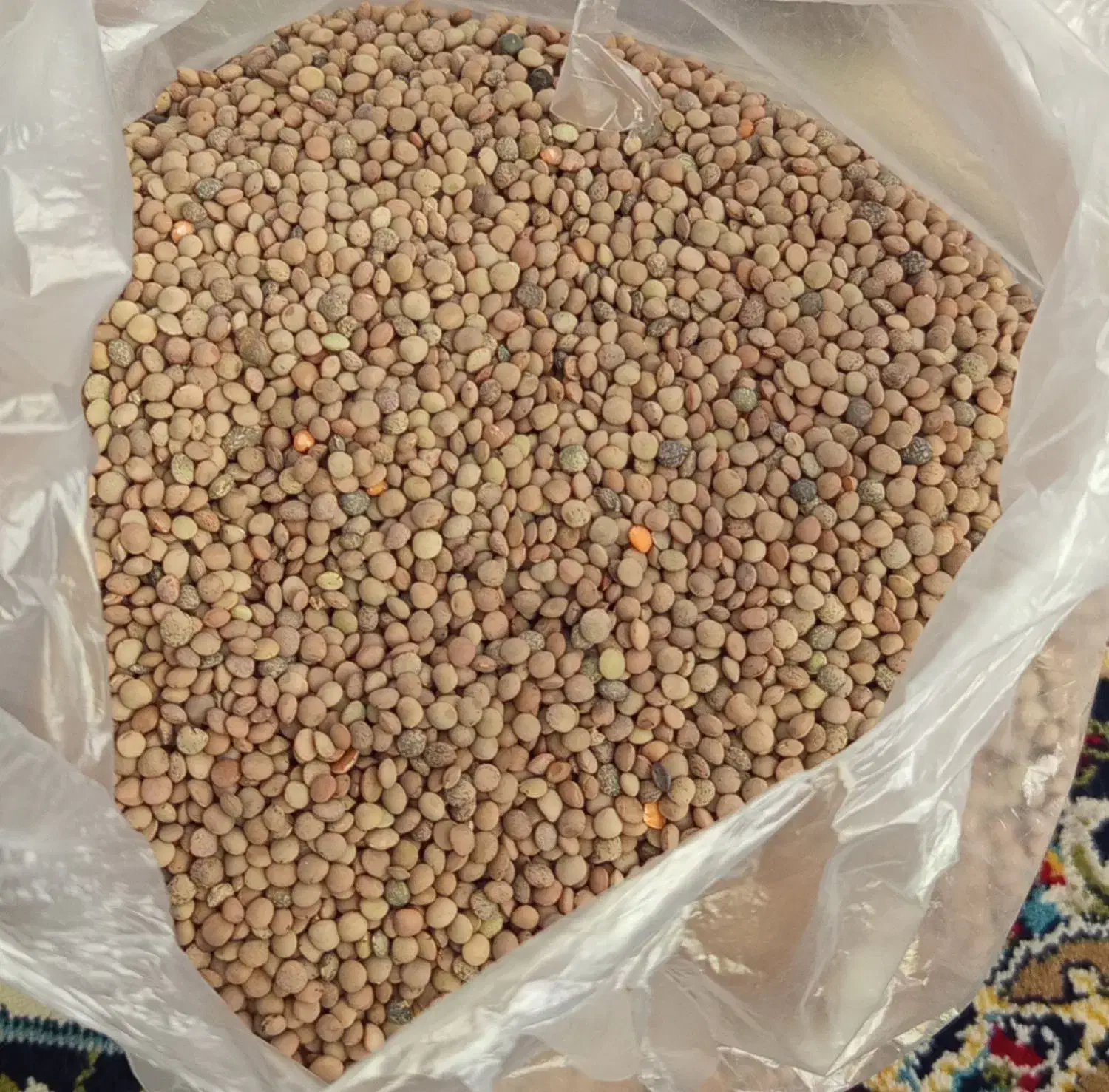 عدس محلی درجه یک|خوردنی و آشامیدنی|شیراز, سعدیه جنوبی|دیوار