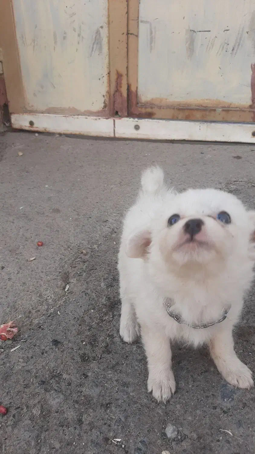 سگ پامر|سگ|سبزوار, طبرسی (جعفرآباد)|دیوار