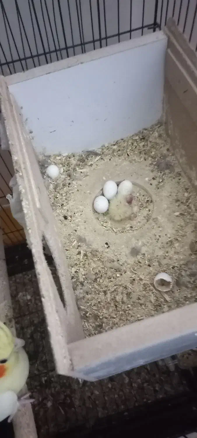 عروس هلندی|پرنده|فولادشهر, مسکن مهر فولادشهر|دیوار