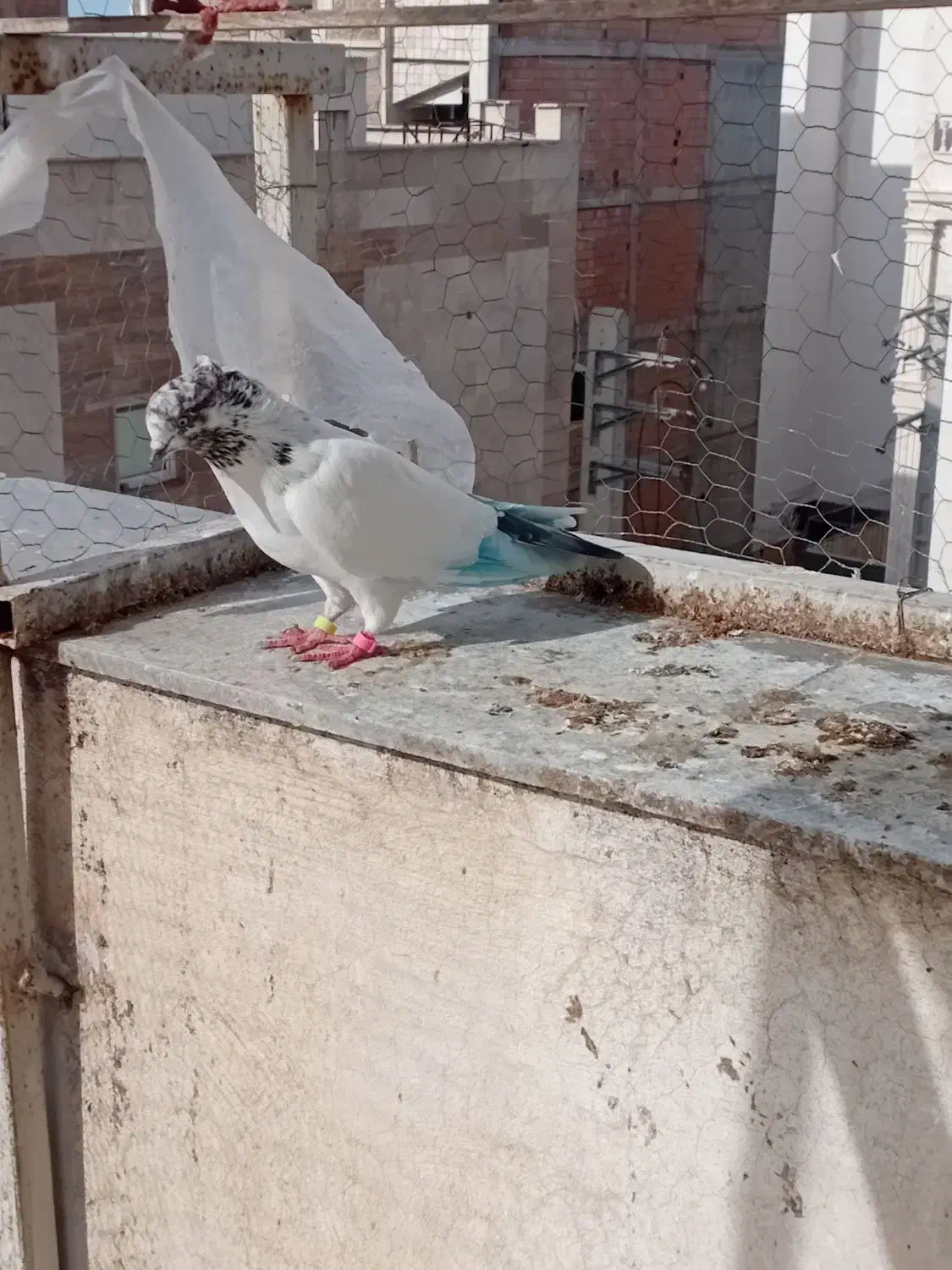 کبوتر|پرنده|گرگان, |دیوار