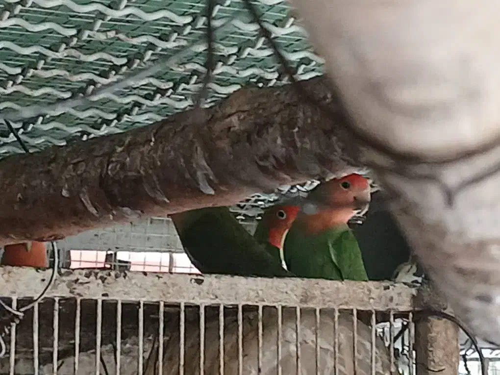 طوطی برزیلی مولد|پرنده|کرج, شهرک احمدیه‎|دیوار