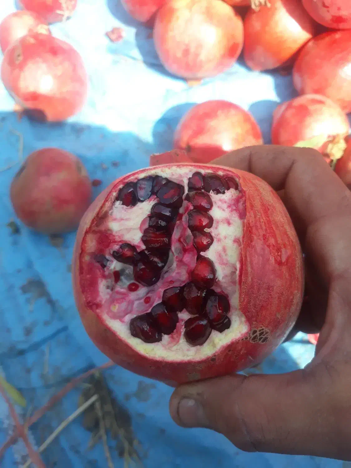 نهال انار رباب|خدمات باغبانی و درختکاری|ری, بی‌بی شهر بانو|دیوار