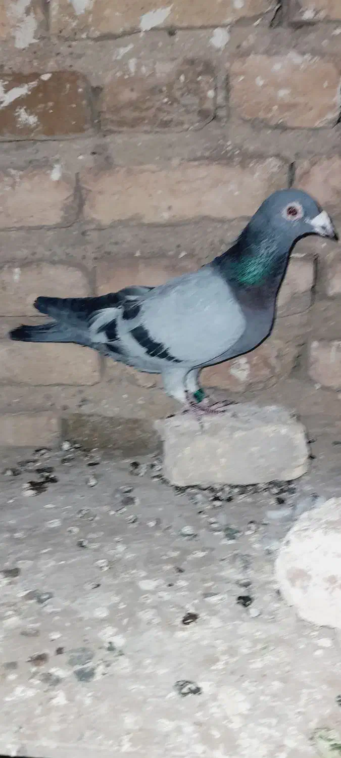 مسافتی|پرنده|اهر, |دیوار