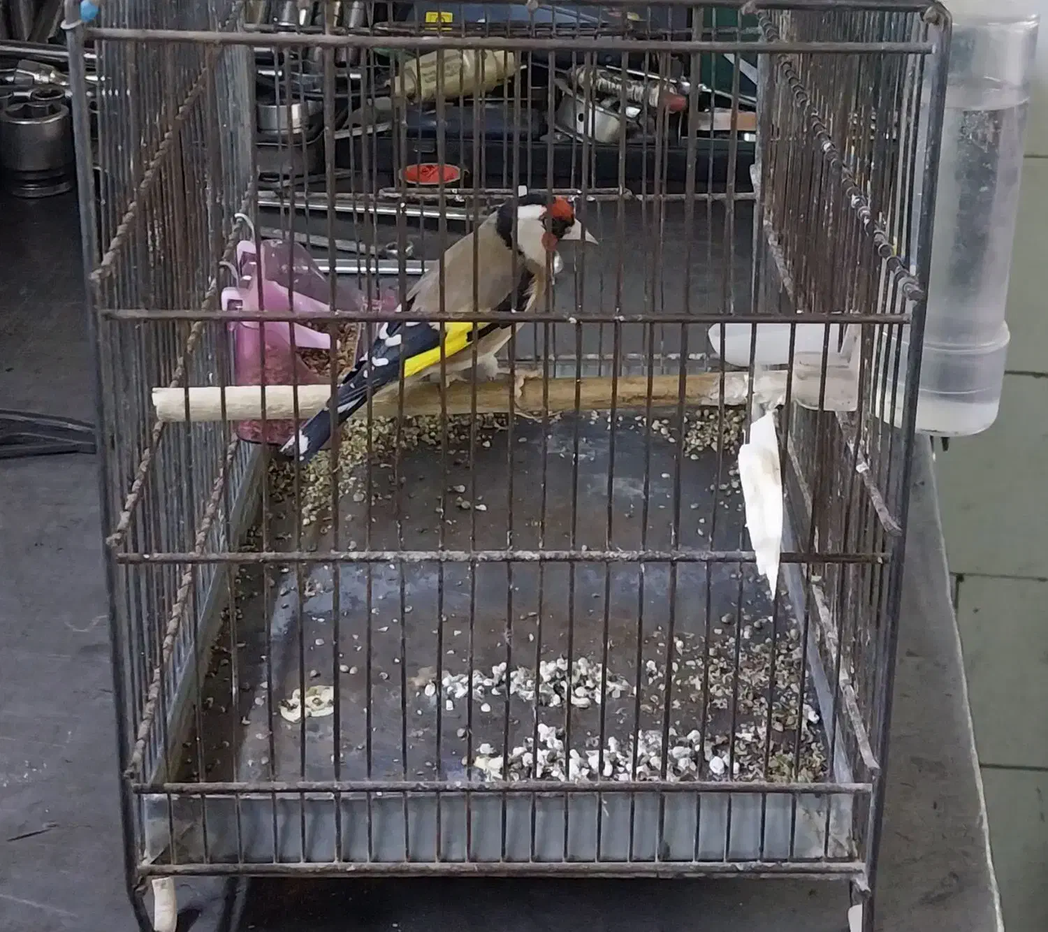 سره نر|پرنده|قزوین, |دیوار