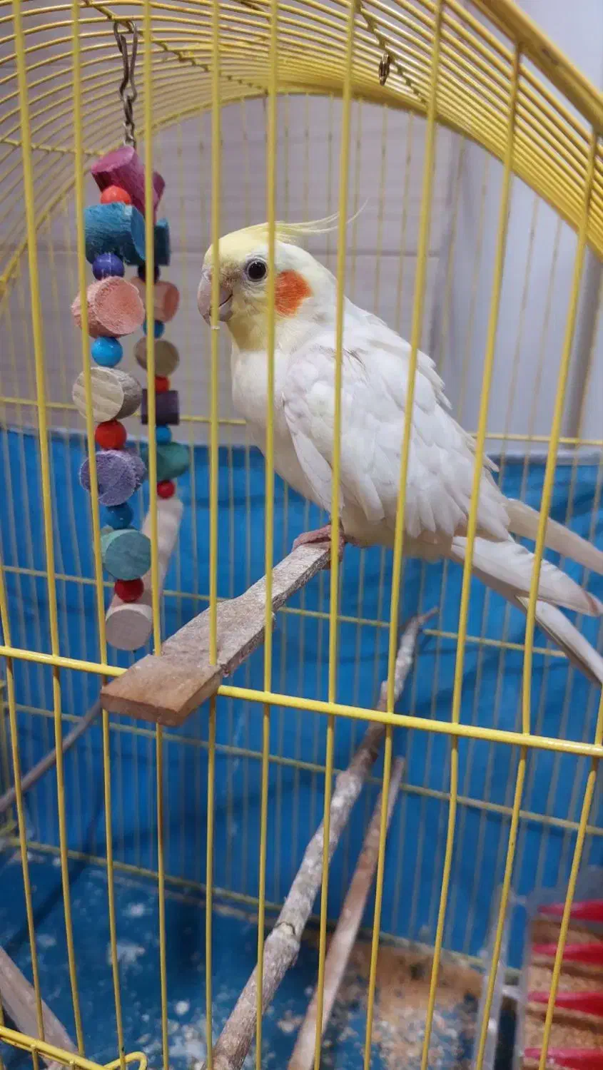 پرنده|پرنده|کردکوی, |دیوار