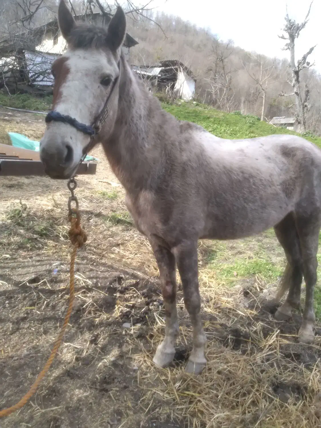 اسب نریان|اسب و تجهیزات اسب‌سواری|گرگان, |دیوار