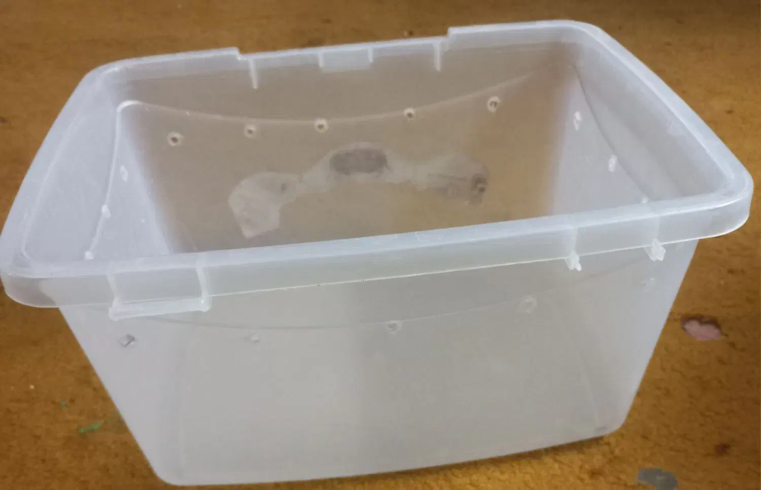 باکس حلزون|لوازم جانبی حیوانات|قم, حاج زینل|دیوار