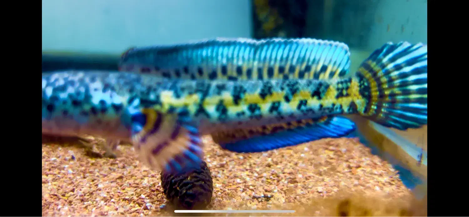 ماهی چانا گلدن کبرا|ماهی|تهران, صادقیه|دیوار