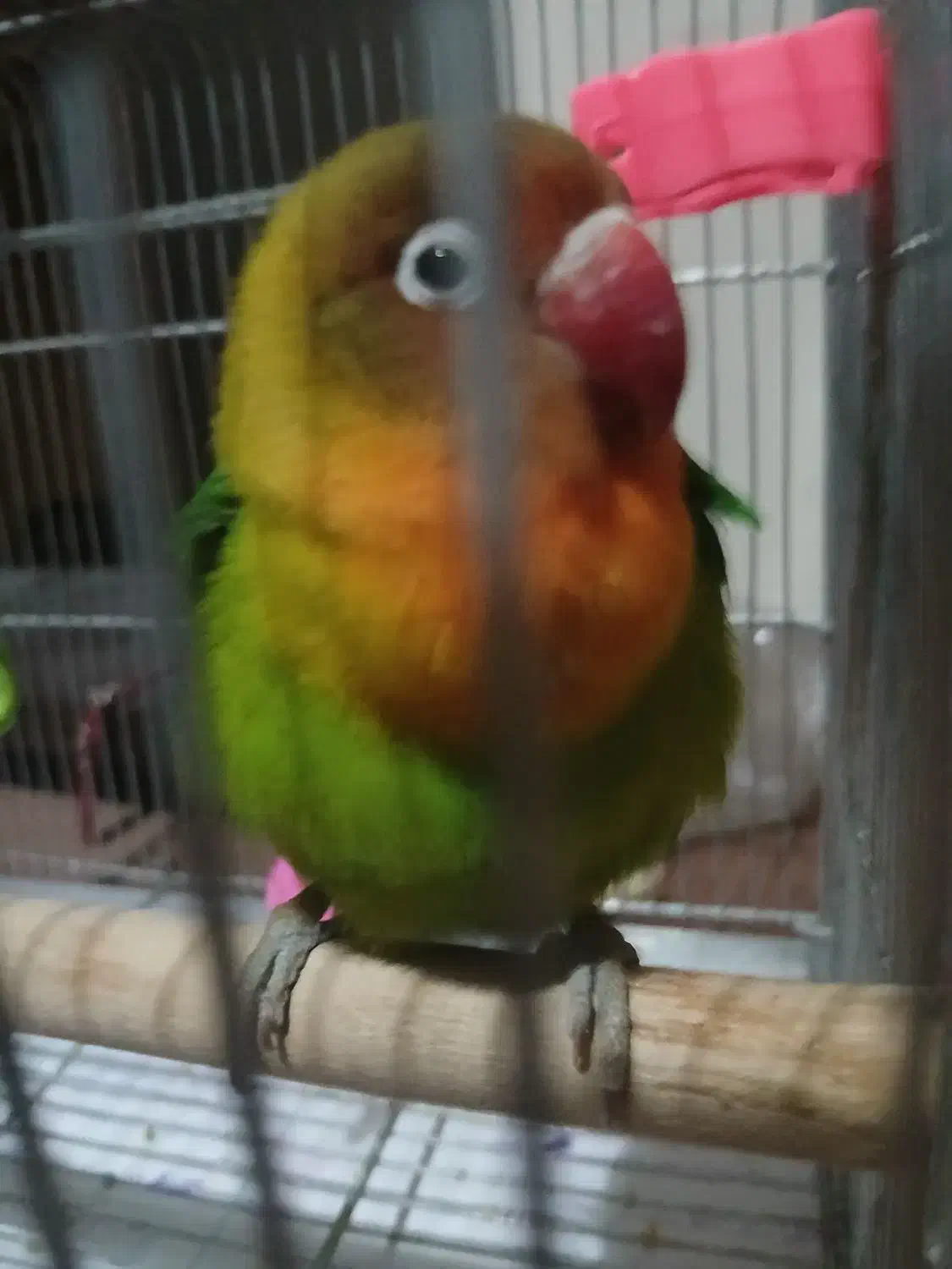 طوطی برزیلی فیشر ۳ماهه|پرنده|تهران, دستغیب|دیوار