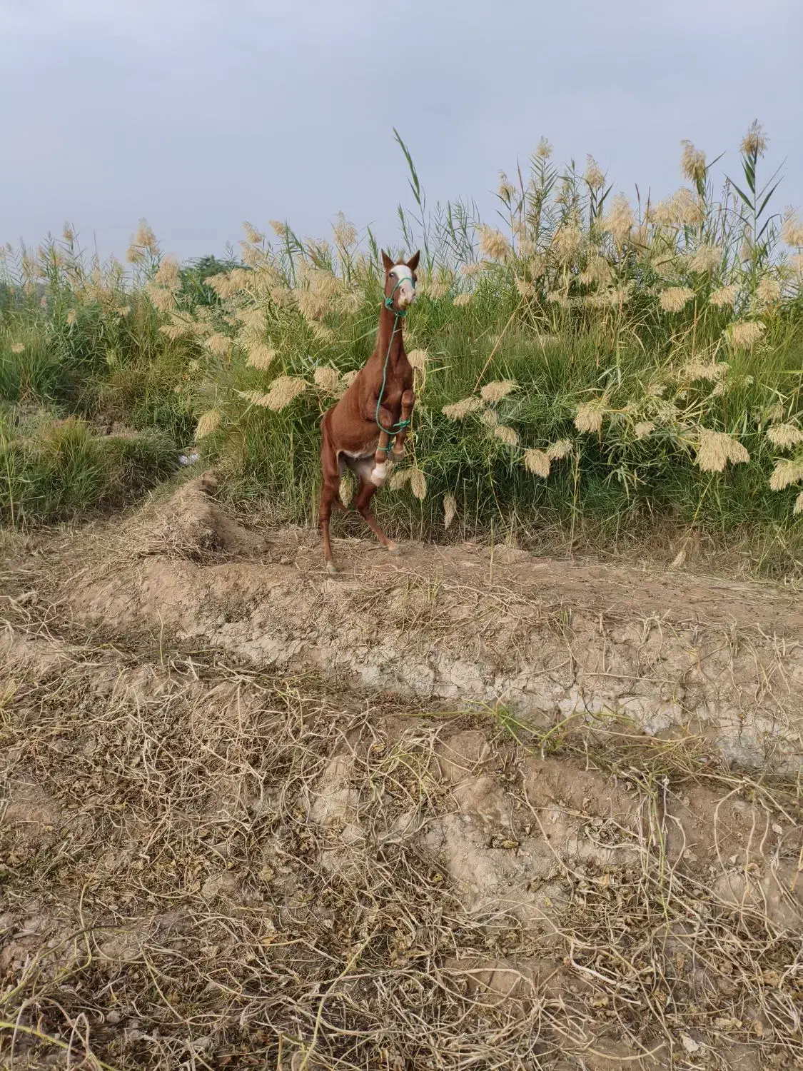 اسب|اسب و تجهیزات اسب‌سواری|حمیدیه, |دیوار