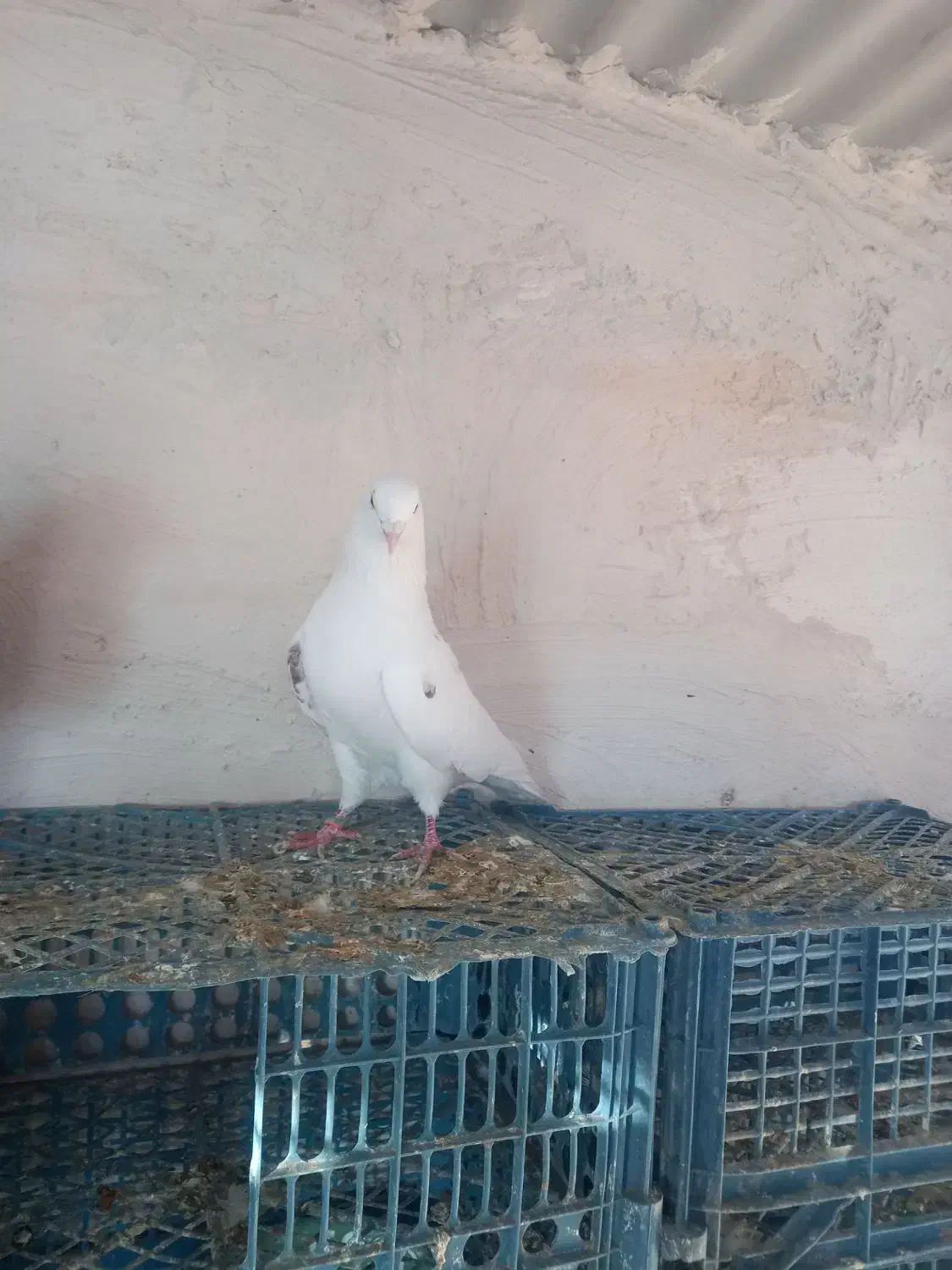 کبوتر بلند پرواز|پرنده|نوشین شهر, |دیوار