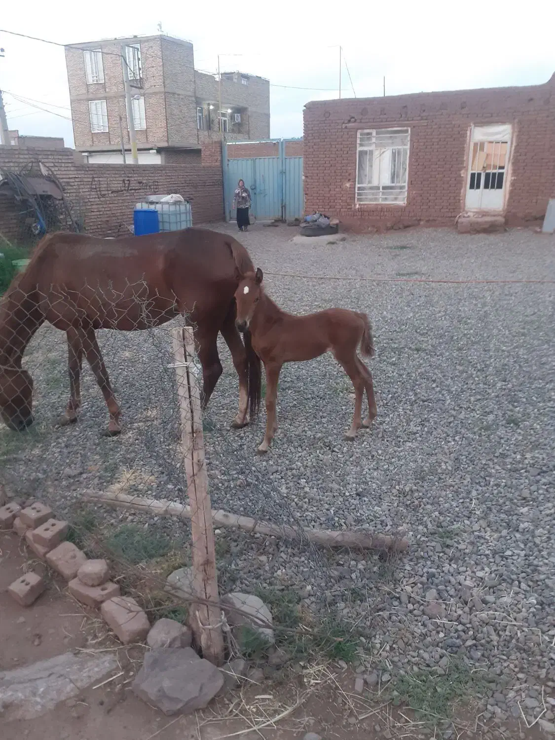 اسب همراه با کره|اسب و تجهیزات اسبسواری|مرند, |دیوار