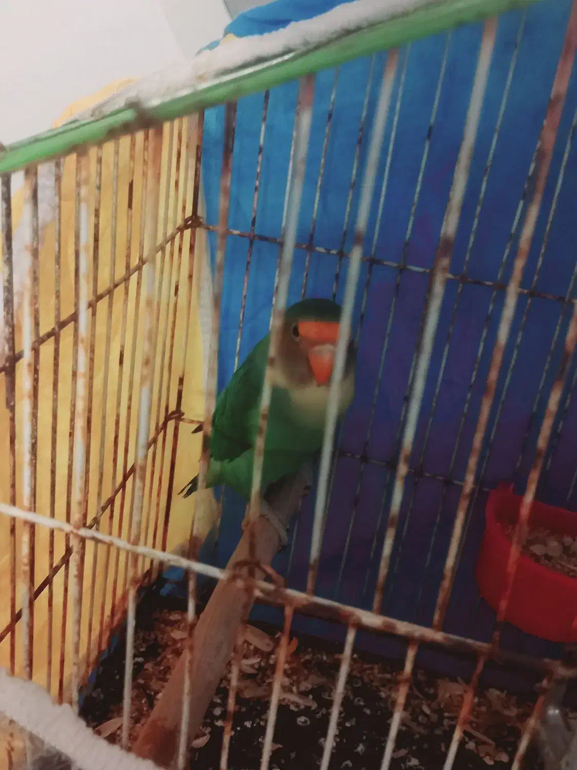 طوطی سرحال دستی|پرنده|بجنورد, |دیوار