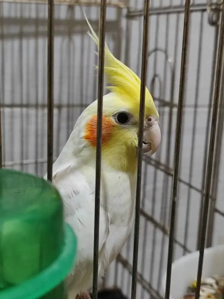 پرنده اهلی|پرنده|خرمشهر, |دیوار