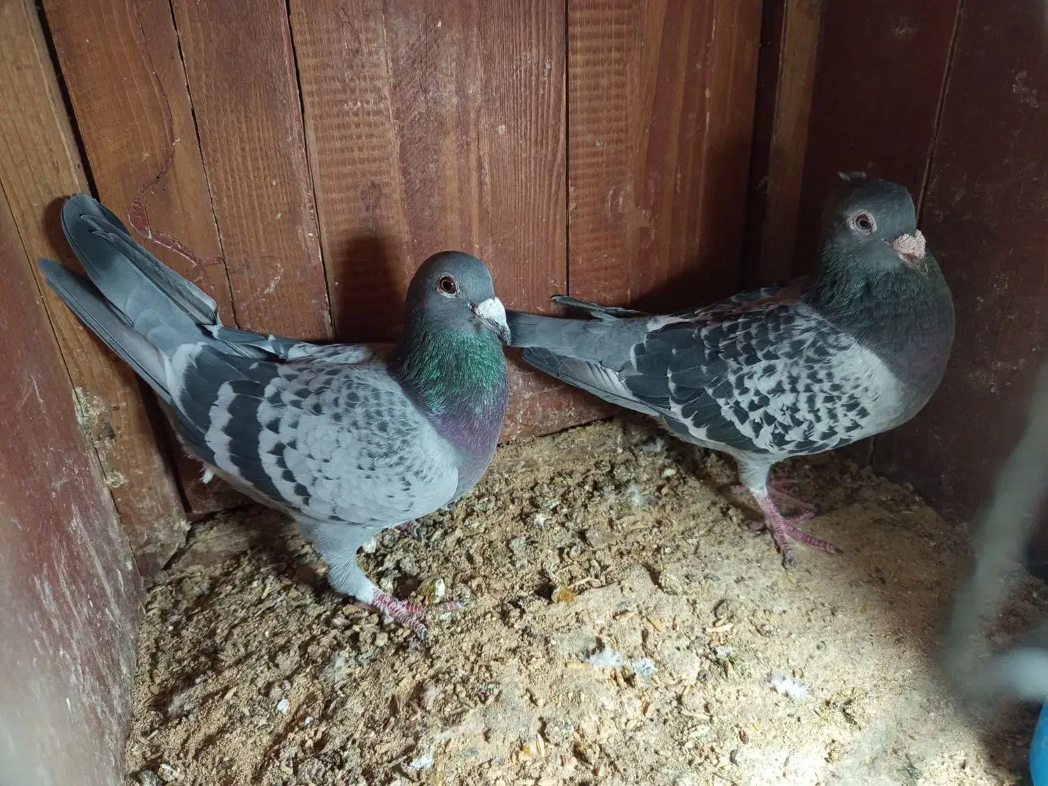 کبوتر خارجی|پرنده|وحدتیه, |دیوار