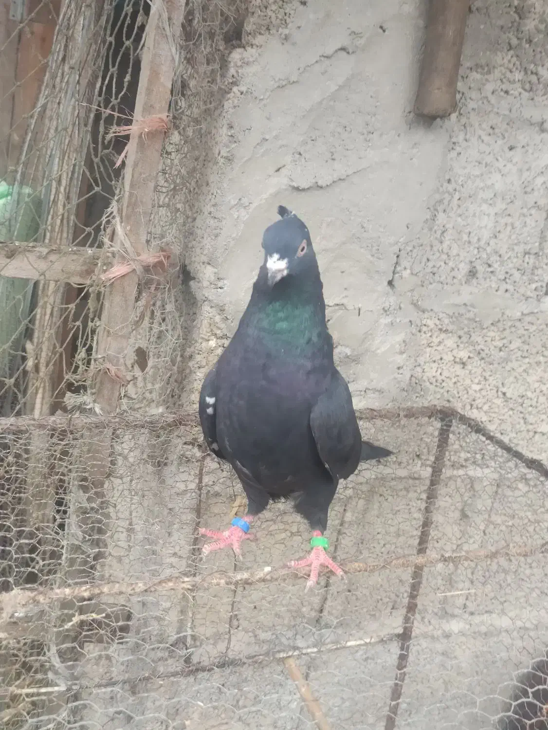 کبوتر ابادانی|پرنده|رشت, پل تالشان|دیوار