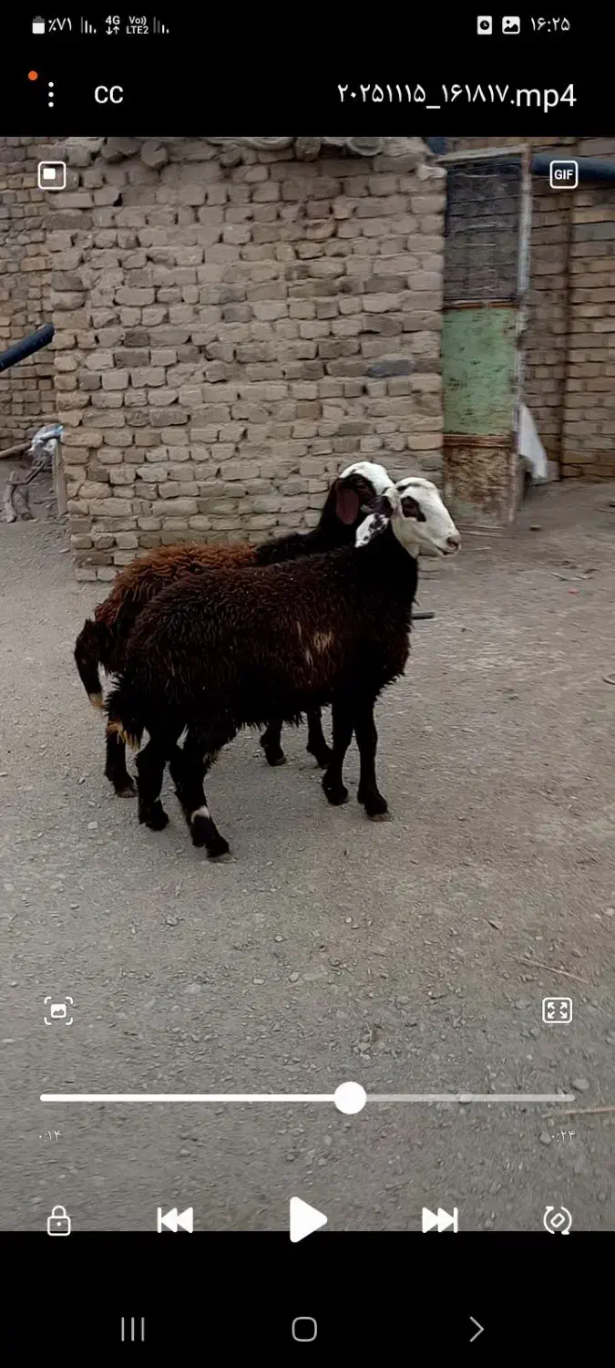 بره ماده|حیوانات مزرعه|سیلاخور, |دیوار