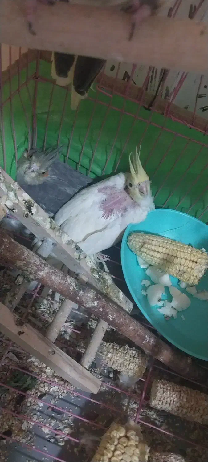 عروس هلندی با جوجه|پرنده|محمدیه-قزوین, |دیوار