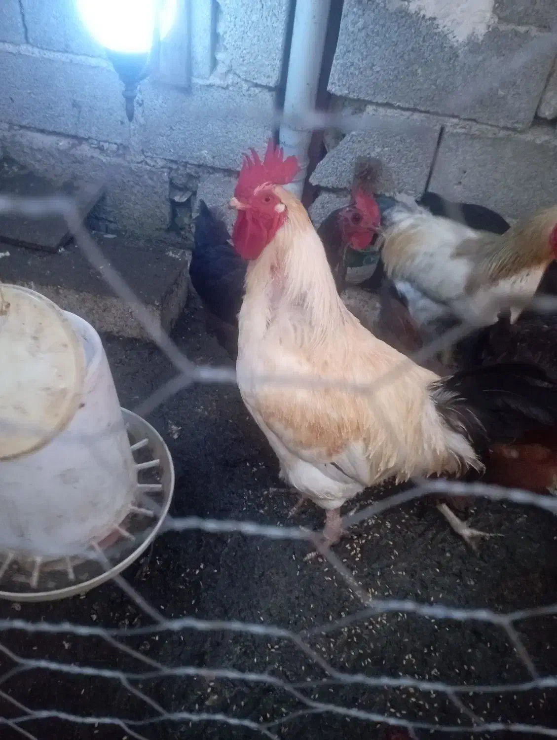 فروش خروس محلی زرنگ|حیوانات مزرعه|لوندویل, |دیوار