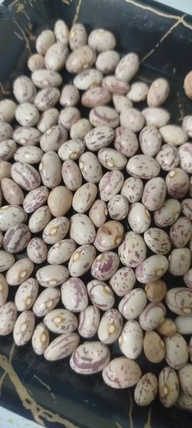 لوبیا چیتی امسال|خوردنی و آشامیدنی|شاهینشهر, شهرک ردانی پور|دیوار