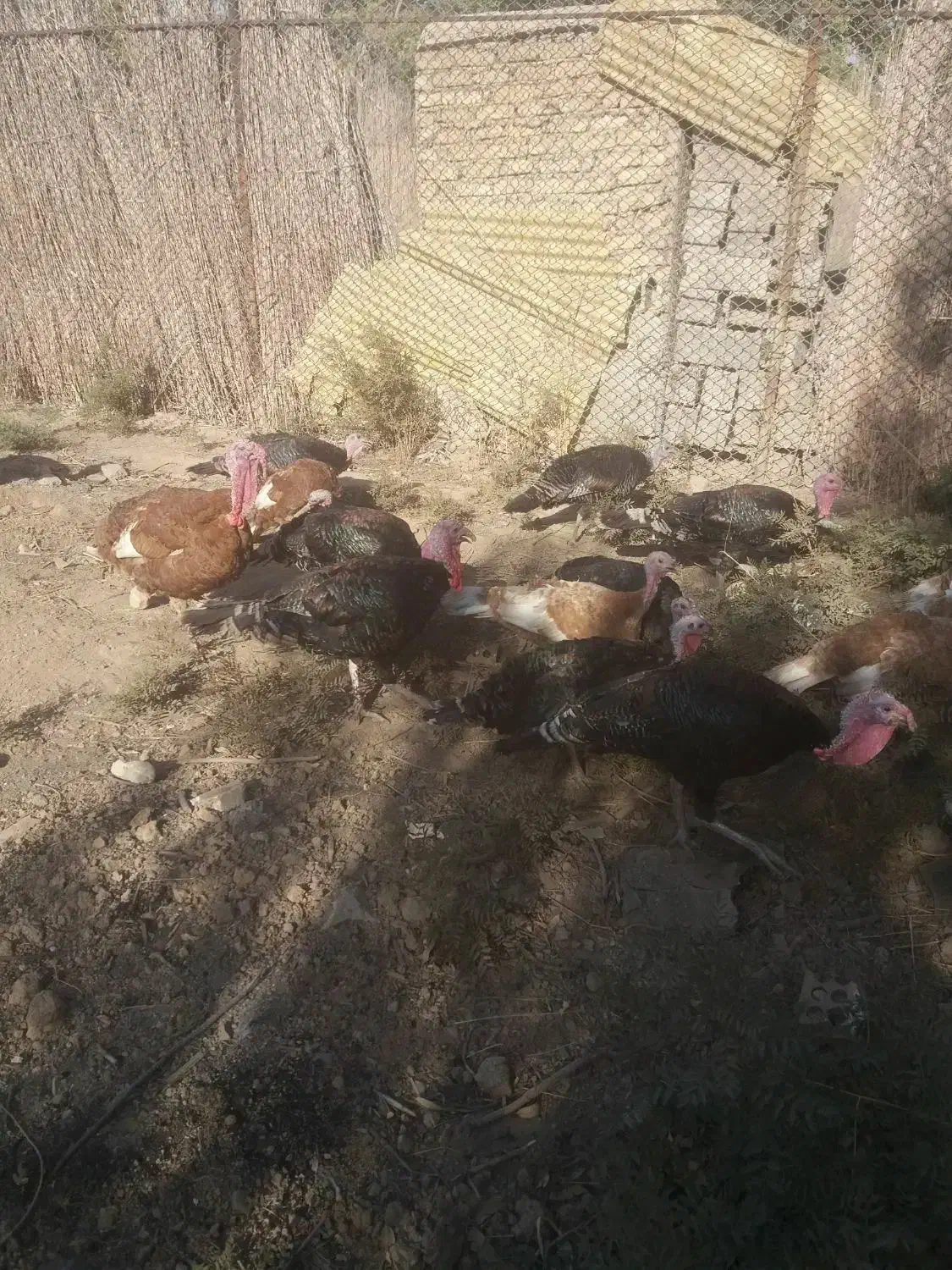 تُخمِ نُطفِه دارِ بوقلمونِ نِژادِ بُرُنز و بوربُن|حیوانات مزرعه|باقرشهر, |دیوار