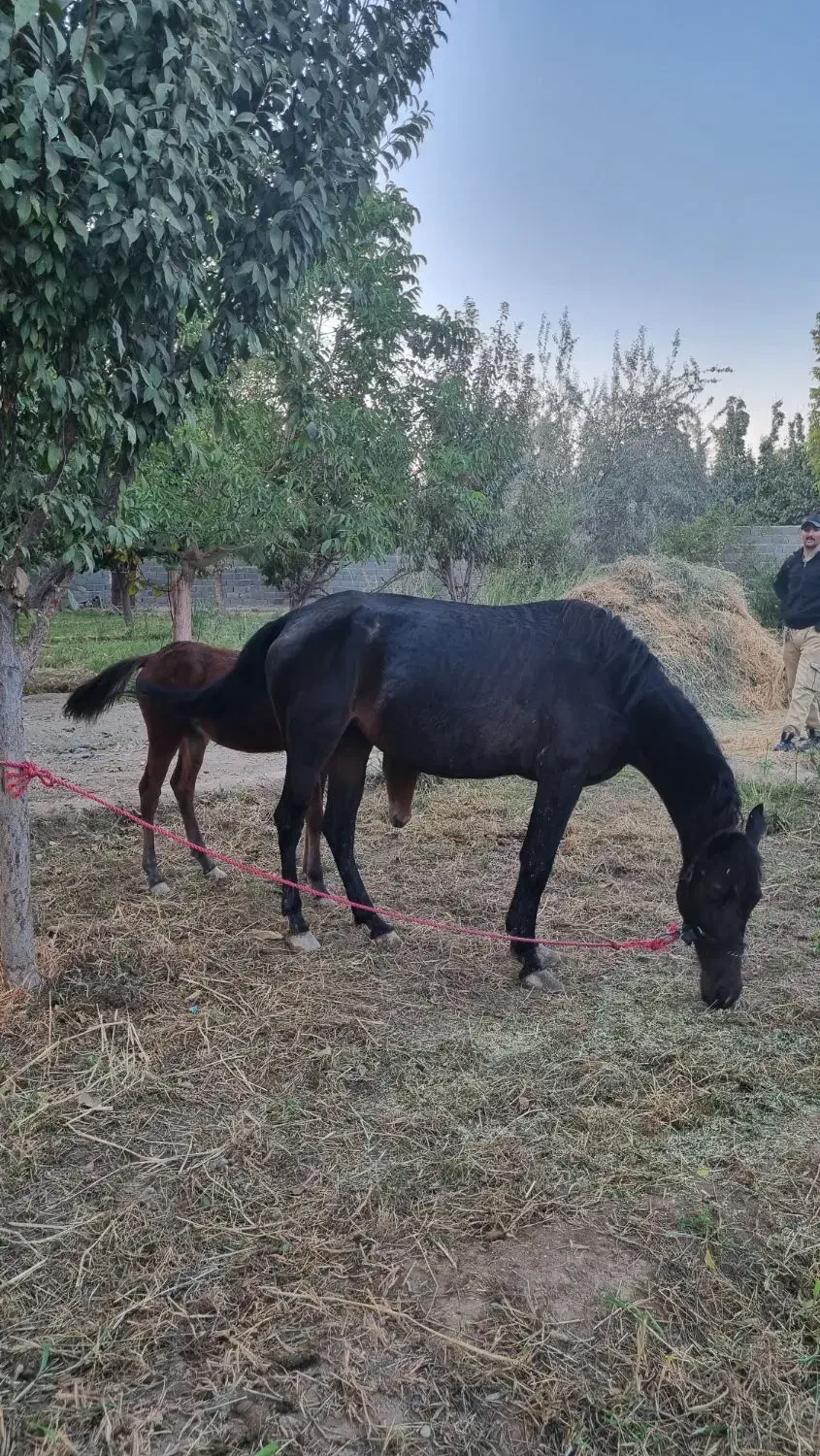 اسب|اسب و تجهیزات اسبسواری|ورامین, ورامین|دیوار