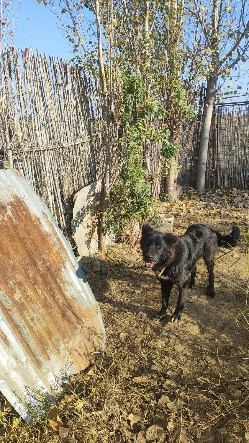 سگ قدرجونی|سگ|قرق, |دیوار