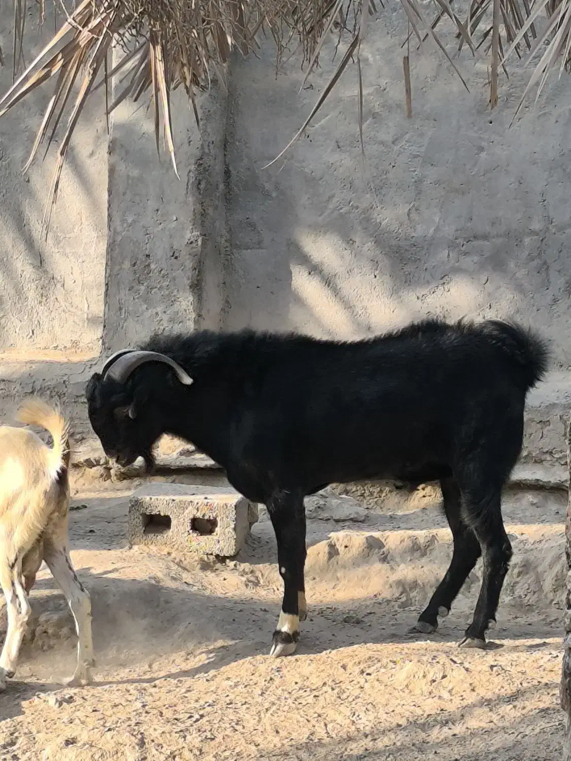 کهره نری|حیوانات مزرعه|درگهان, |دیوار