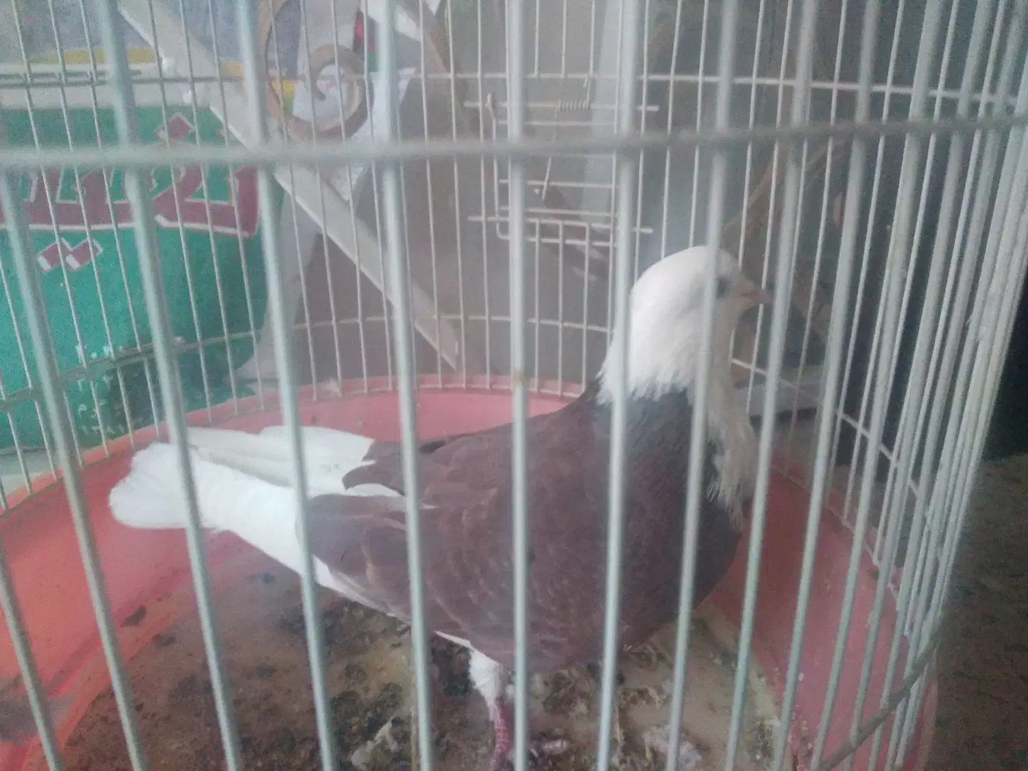 کفتر باخت رفته|پرنده|نهاوند, |دیوار