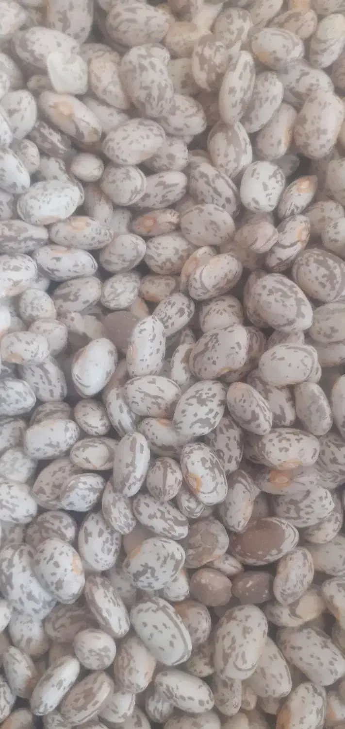 لوبیا چیتی ارگانیک|خوردنی و آشامیدنی|ماهدشت, |دیوار