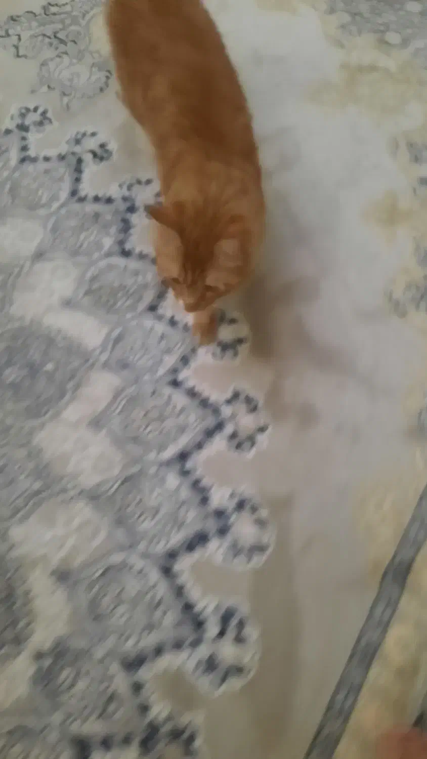 واگذاری گربه|گربه|تهران, کیانشهر|دیوار