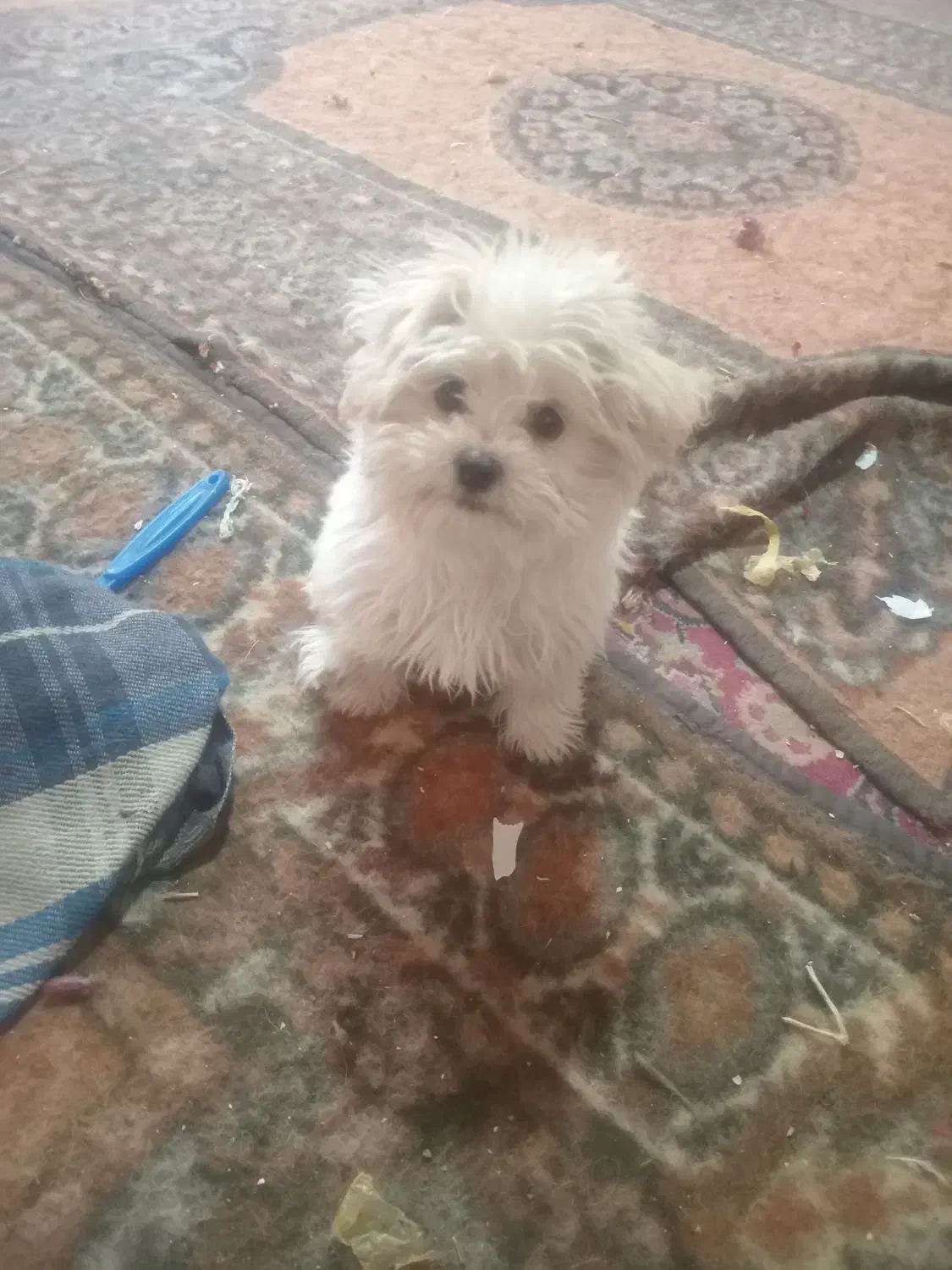 توله شیتزو|سگ|تبریز, |دیوار