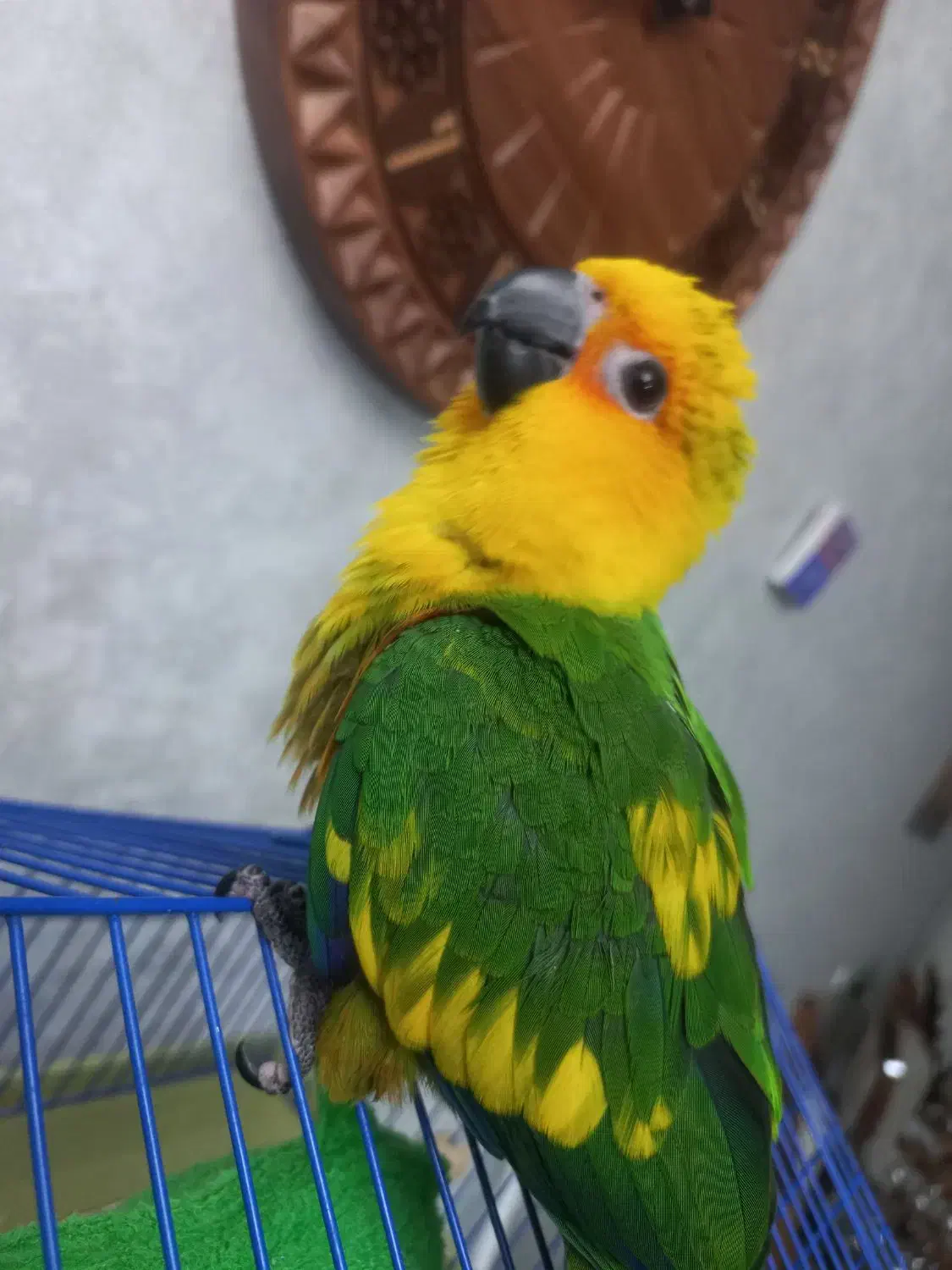 طوطی خورشیدی گرینچیک|پرنده|اصفهان, مارچین|دیوار