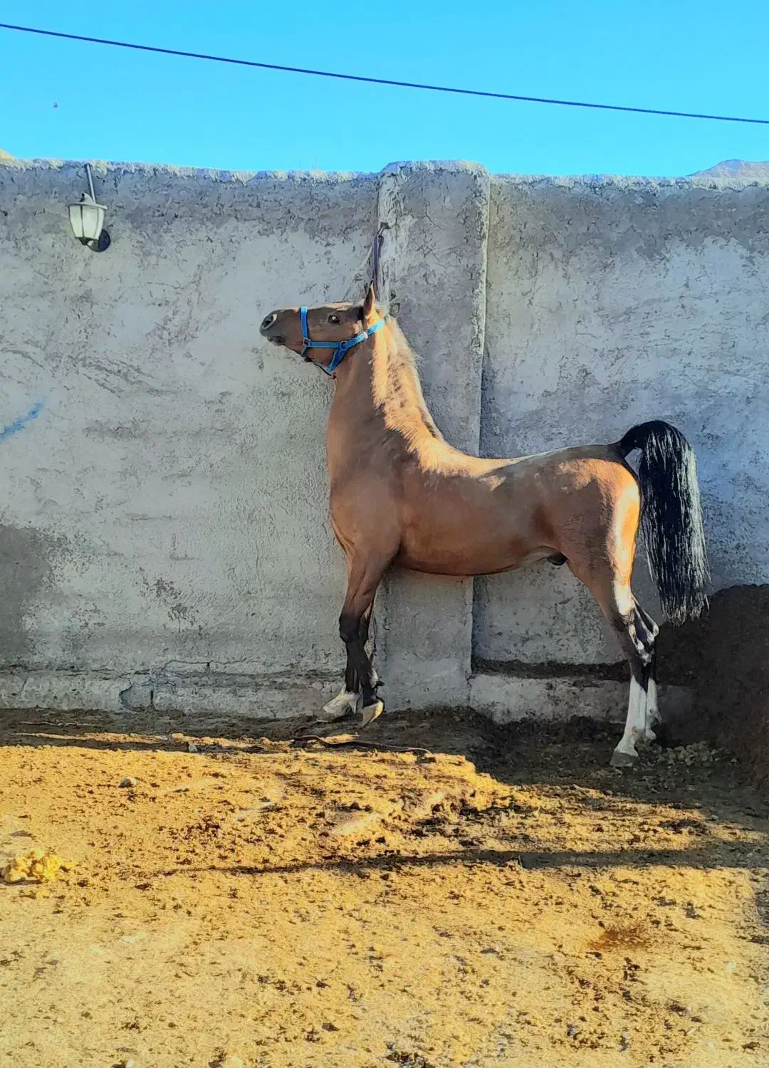 کره سالار فرخشهر تایید ۱ فدراسیون|اسب و تجهیزات اسب‌سواری|فارسان, |دیوار