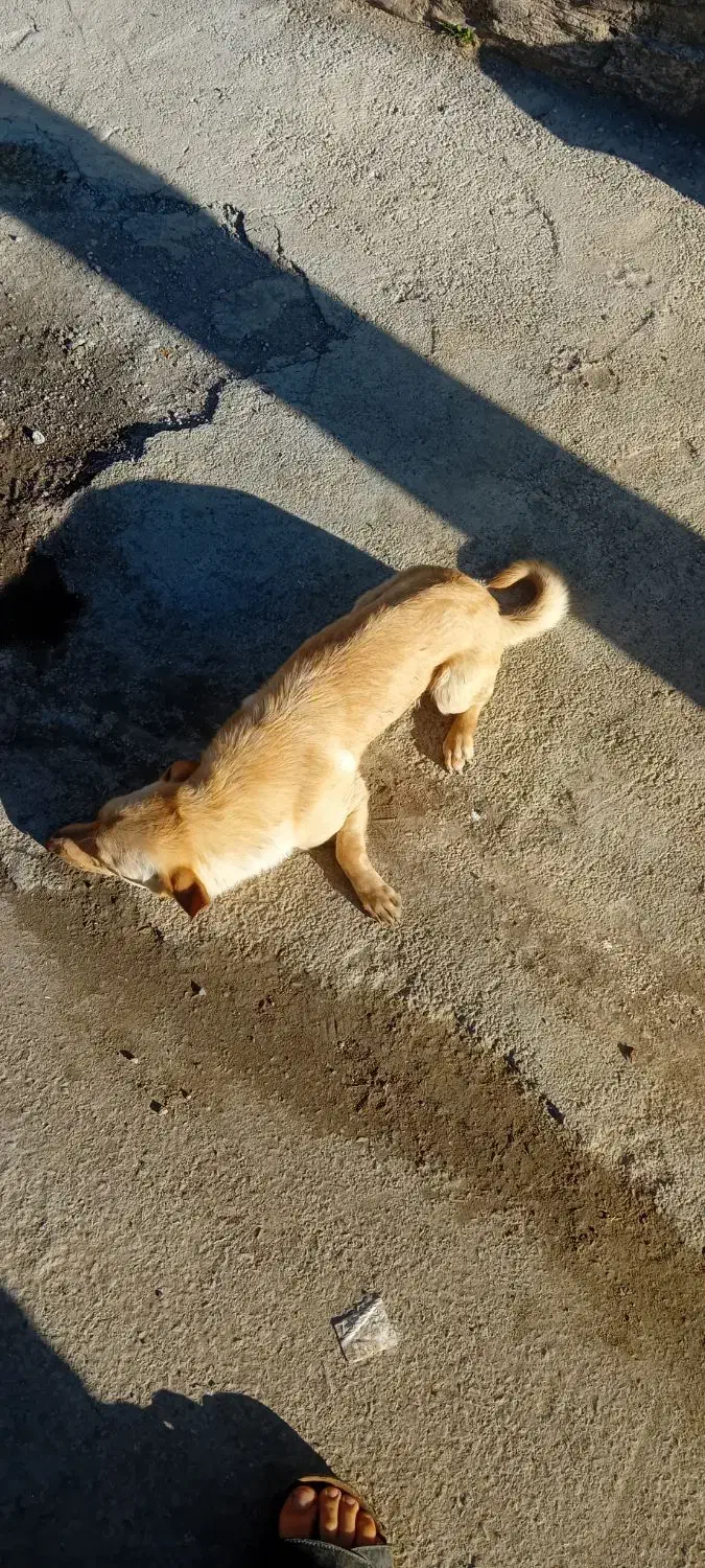 سگ پاکوتاه|سگ|شیروان (خراسان), |دیوار