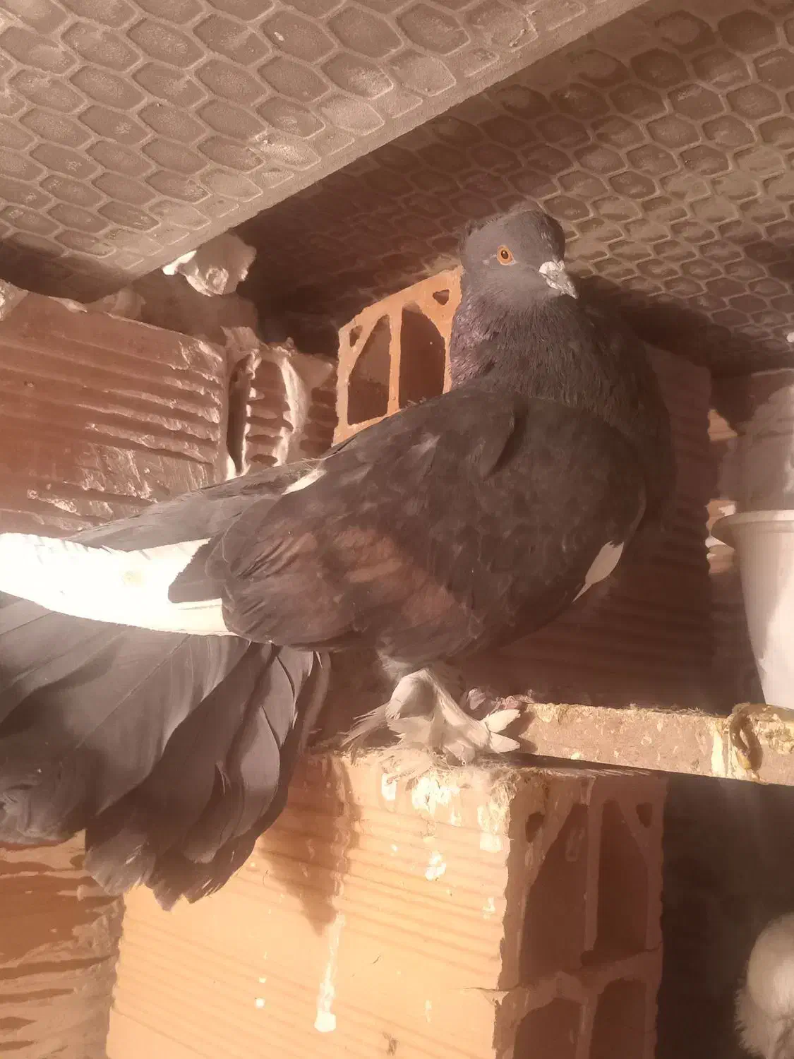 کفتر|پرنده|بومهن, |دیوار