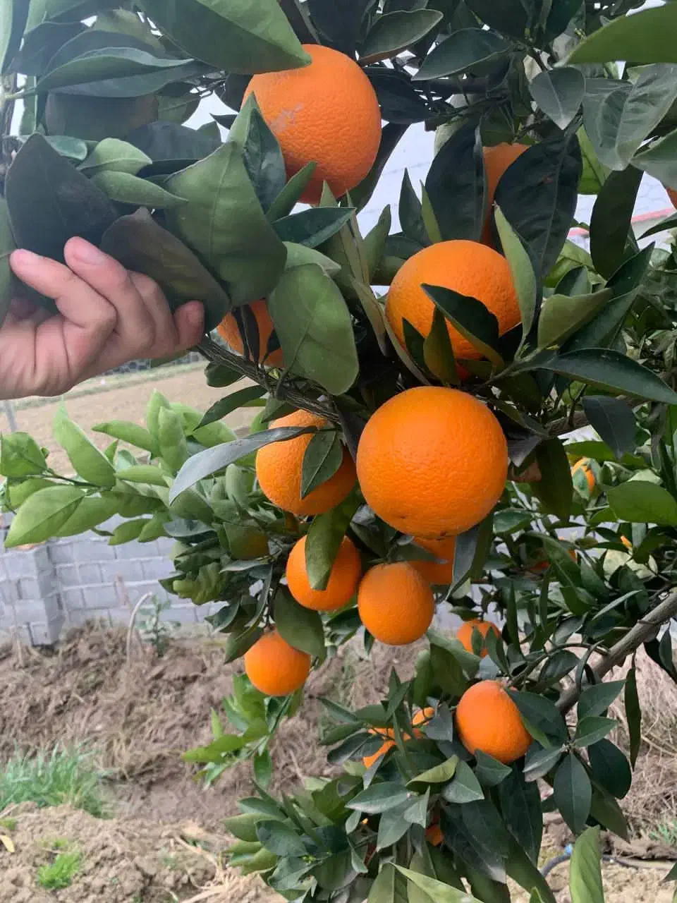 خوشمزه حراج|حراج|پارس‌آباد, |دیوار