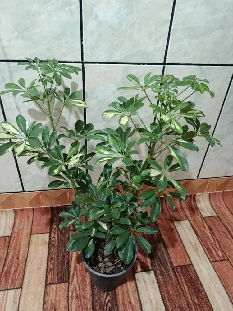 شفلرا طلایی|گل و گیاه طبیعی|ایذه, |دیوار