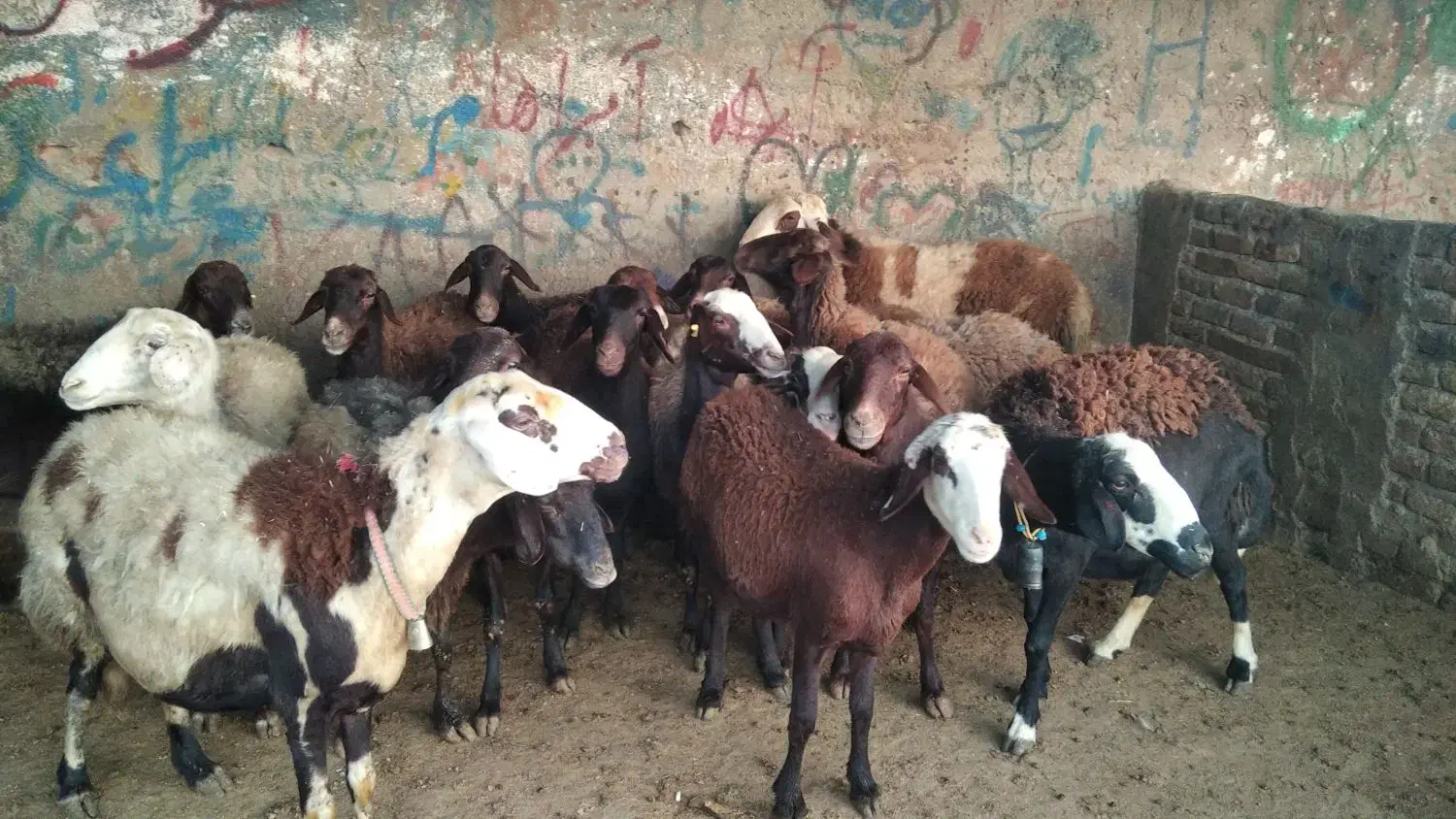 میش آبستن|حیوانات مزرعه|بروجرد, |دیوار